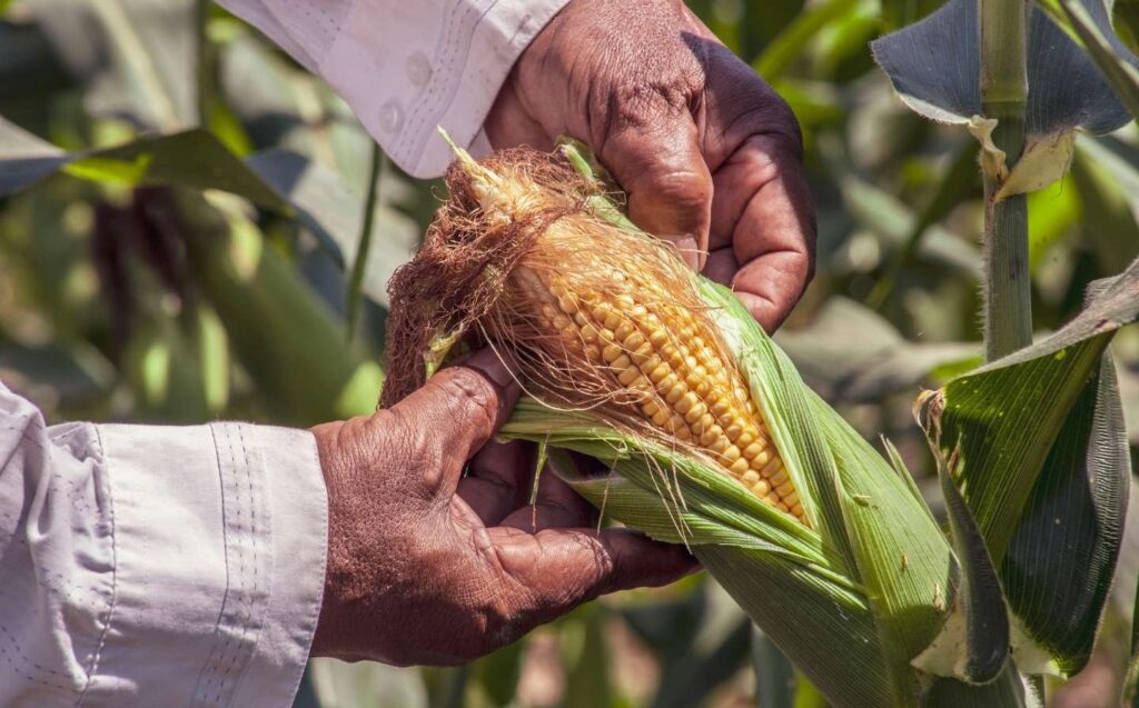 Una persona sostiene una mazorca de maíz fresca, mostrando su color amarillo brillante y granos jugosos. Colombia elevada: ¿qué hace única la propuesta de La Makha?