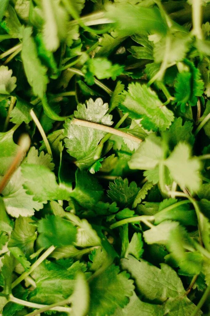 Un primer plano de un montón de hojas verdes frescas, brillantes y saludables, que son la inspiración.