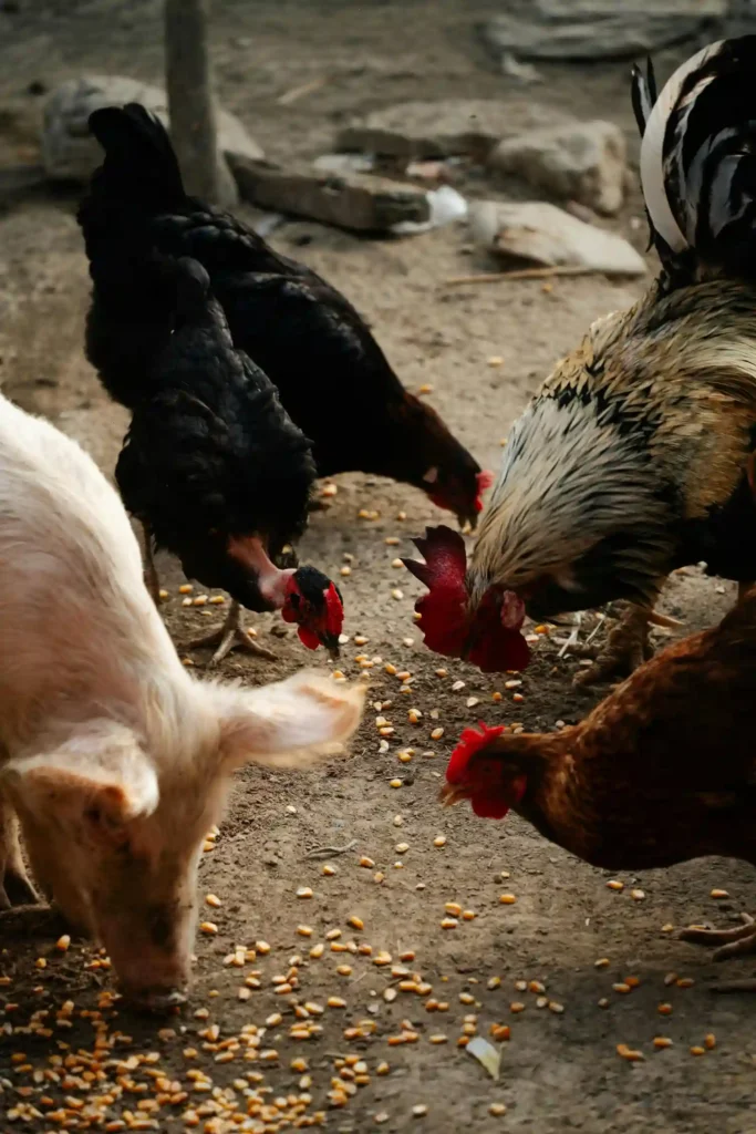 Gallinas criollas y cerdo alimentándose en granja antioqueña, origen de insumos para La Makha.